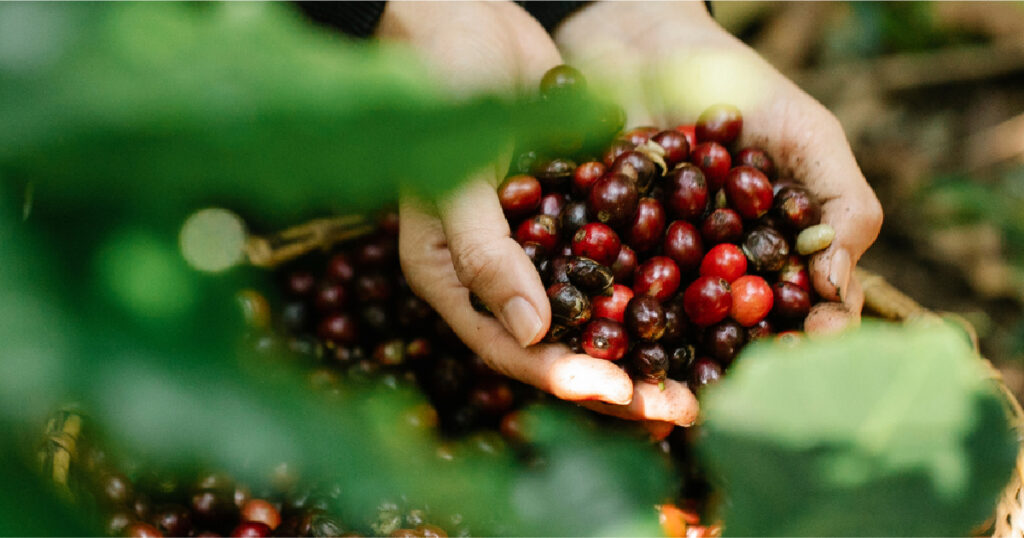 What Is Specialty Coffee?